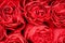 Al large beautiful rose texture.Close