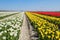 Al lot of colors tulips flowers, in a field of tulips in background windmills, focus foreground