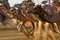 Al Marmoum Camel Racetrack, Dubai