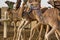 Al Marmoum Camel Racetrack, Dubai
