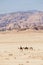 Al Ula, Saudi Arabia, February 20 2020: Bedouin rides his camels through the desert near Al Ula, Saudi Arabia