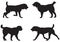 Alabai, Central Asian Shepherd Dog Breed Silhouettes