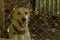 The alabai central asian shepherd dog sitting behind bars in an enclosure.