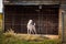 The alabai central asian shepherd dog standing behind bars in an enclosure