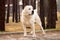 Alabai dog portrait in autumn park