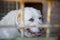 The alabai dog sitting behind bars in an enclosure