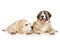 Alabai puppies lying on white background