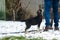 Alabai puppy asks for food from the owner in snowy weather