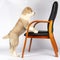 Alabai puppy and a chair