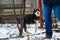 Alabai puppy jumping in the snow on a red cage background