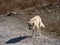 Alabai shepherd dog go to camera. Central Asian shepherd-Alabai Turkmen wolfhound on the move