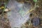 Alabama Agelenidae Funnel Weaver Spider Web