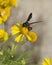 Alabama Bitterweed and Black Wasp