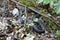 Alabama Black Southern Water Snake - Nerodia Fasciata