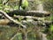 Alabama Black Southern Water Snake - Nerodia Fasciata