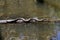 Alabama Black Southern Water Snake - Nerodia Fasciata