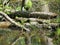 Alabama Black Southern Water Snake - Nerodia Fasciata