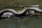 Alabama Black Southern Water Snake - Nerodia Fasciata