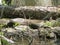 Alabama Black Southern Water Snake - Nerodia Fasciata