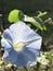 Alabama Blue Morning Glory Wildflower - Ipomoea hederacea