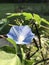 Alabama Blue Morning Glory Wildflower - Ipomoea hederacea