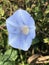 Alabama Blue Morning Glory Wildflower - Ipomoea hederacea