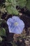 Alabama Blue Morning Glory Wildflower - Ipomoea hederacea