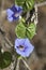 Alabama Blue Morning Glory Wildflower Vine With Skipper Butterfly