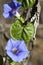 Alabama Blue Morning Glory Wildflower Vine With Skipper Butterfly