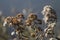 Alabama Camphorweed Wildflower Fuzzy Seedheads