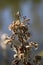 Alabama Camphorweed Wildflower Fuzzy Seedheads