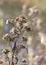 Alabama Camphorweed Wildflower Fuzzy Seedheads