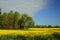 Alabama Canola Crop - Brassica napus L.