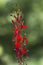 Alabama Cardinal Wildflower