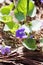 Alabama Common Blue Violet - Viola sororia