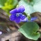 Alabama Common Blue Violet - Viola sororia