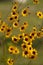 Alabama Coreopsis tinctoria Wildflowers