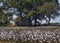 Alabama Cotton Crops - Gossypium
