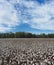 Alabama Cotton Crops - Gossypium hirsutum