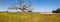 Alabama Cotton Field