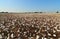 Alabama Cotton Field