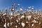 Alabama Cotton Field