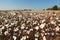 Alabama Cotton Field