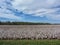 Alabama Cotton Field - Gossypium hirsutum