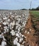 Alabama Cotton Fields - Gossypium hirsutum