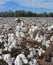 Alabama Cotton Fields - Gossypium hirsutum