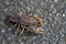 Alabama Crayfish Crawdad - Orconectes alabamensis