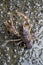 Alabama Crayfish Crawdad - Orconectes alabamensis