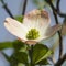 Alabama Dogwood Blossom - Cornus florida