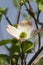 Alabama Dogwood Blossom - Cornus florida